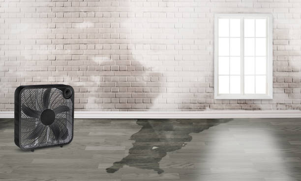 Best Water damage cleanup near me  in Bogalusa, LA